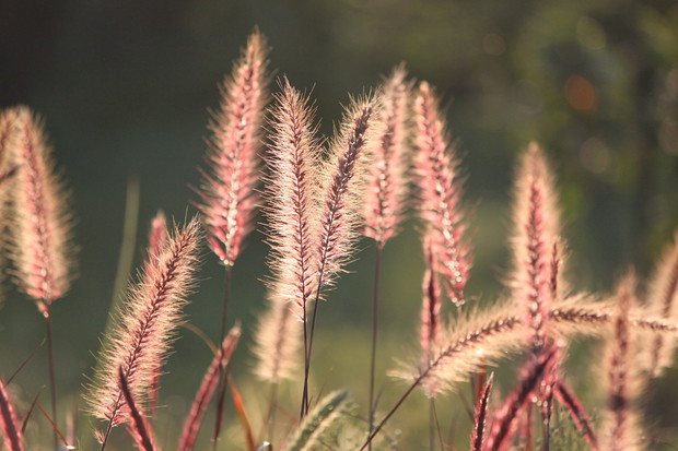 Rozpalenica (zdj.: Fotolia.com)