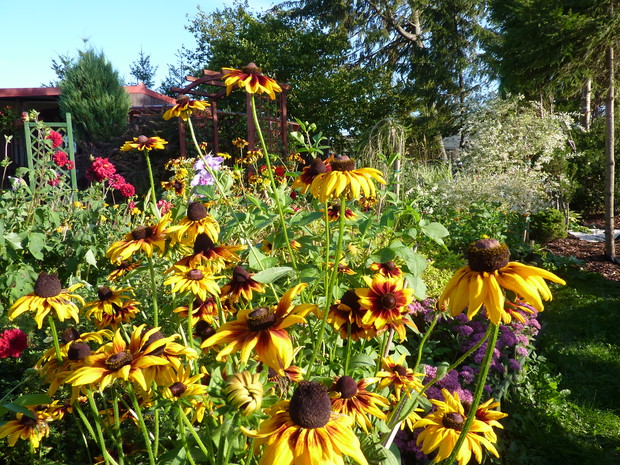 Rudbeika owłosiona.