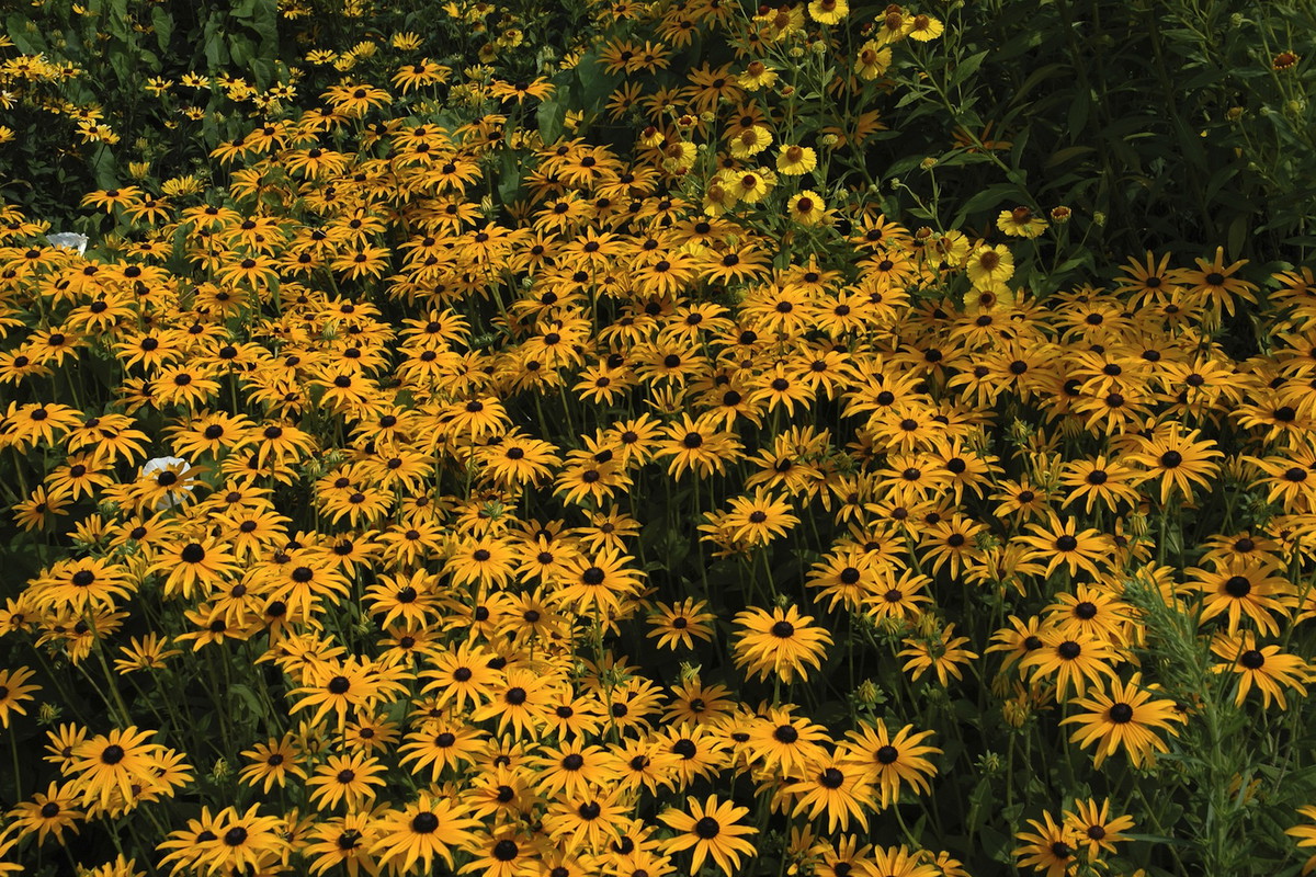 Rudbekie (zdj.: Fotolia.com)