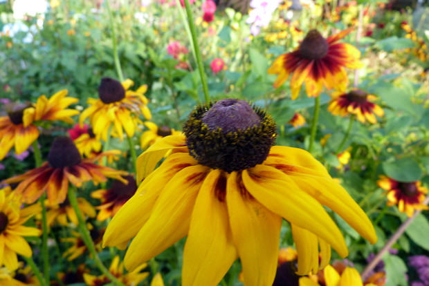 Rudbekii