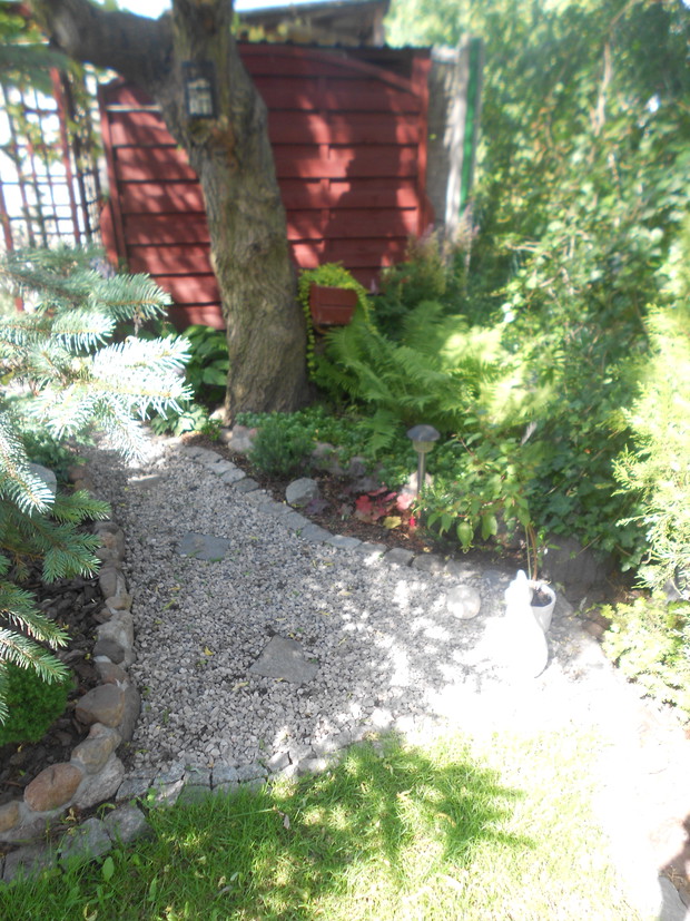 Ścieżka a obok rabata cieniolubna z paprociami tawułkami,hebe, funkjami, trzmielina i bluszczem.