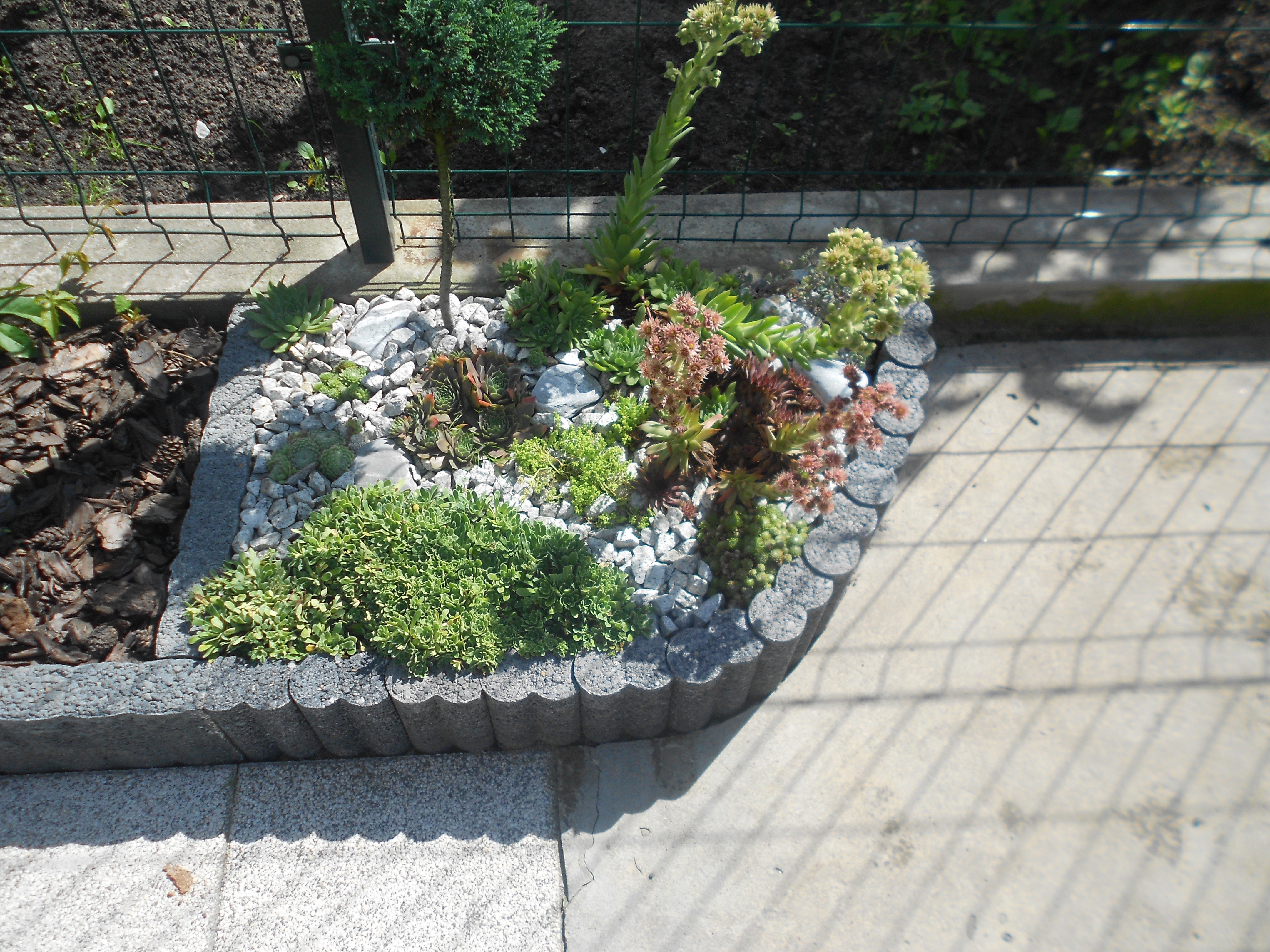 Skalniaczek powiększony