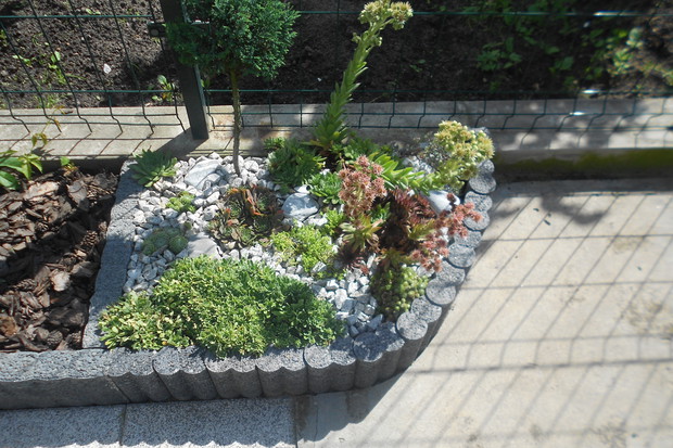 Skalniaczek powiększony