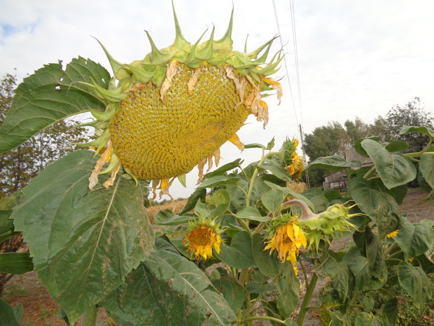 Słoneczniki kuszą swoim dobrodziejstwem. 