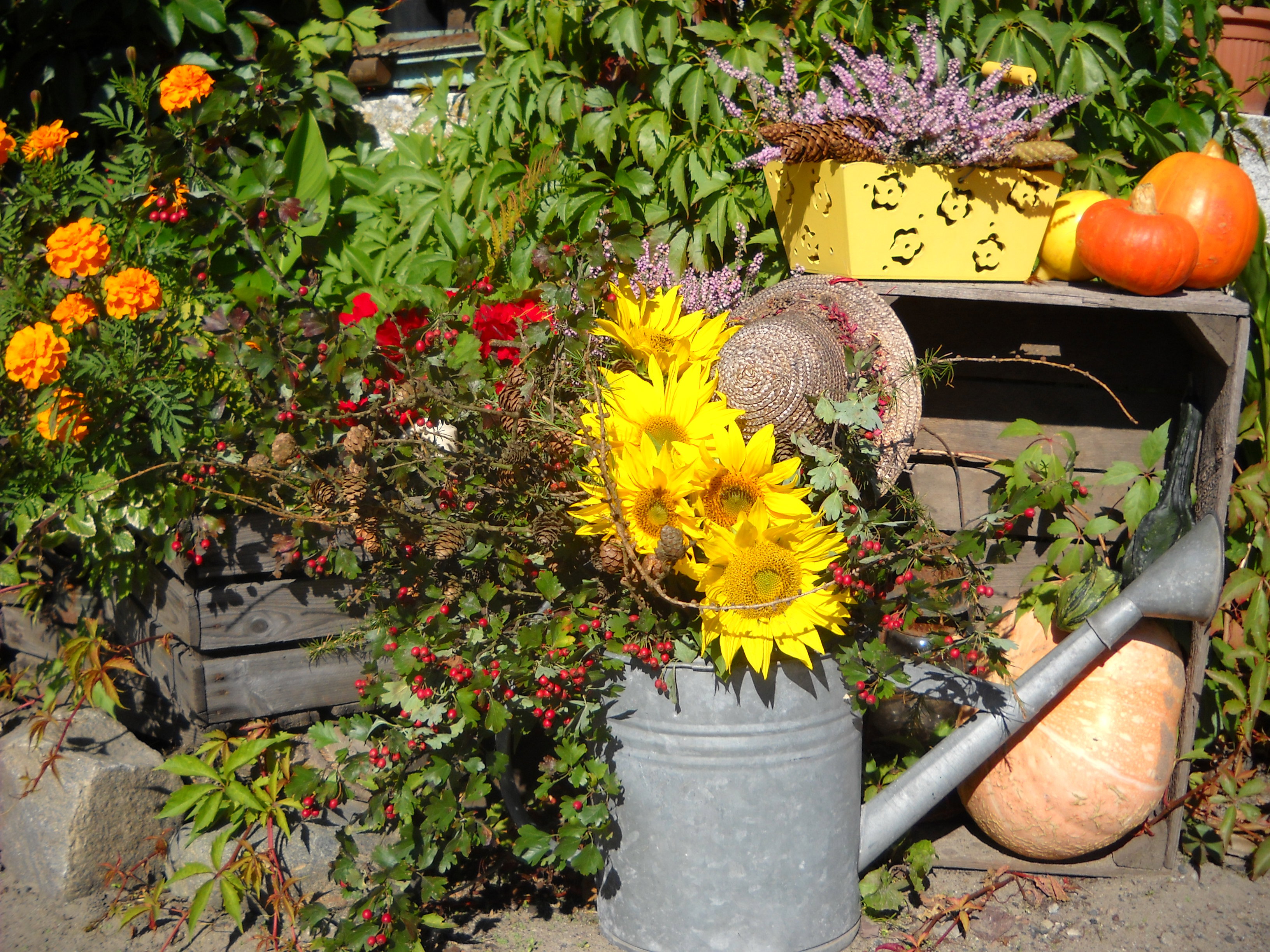 Słoneczniki w roli głównej.