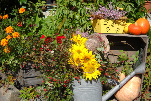 Słoneczniki w roli głównej.