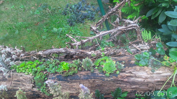 stary pien i chyba rojniki