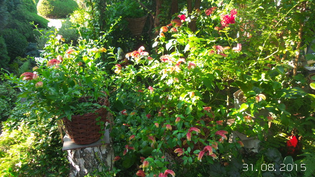 strzalkowiec grzechotnikowy - niestety nie zimuje na zewnatrz