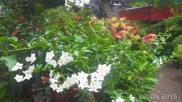 strzalkowiec z jaśminem w jednej doniczce - dopiero teraz pięknie kwitna