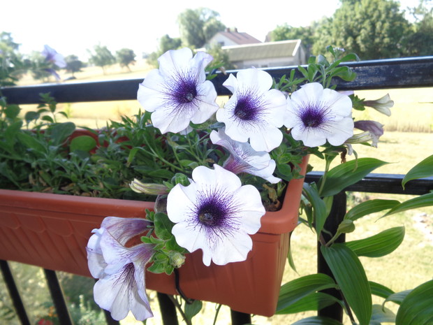 Surfinia pachnąca .