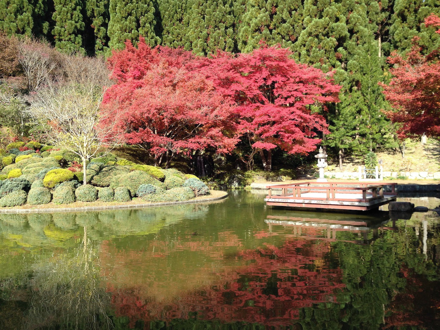 Szczególnie jesienią, klon palmowy wygląda zjawiskowo(zdj.: Fotolia.com)