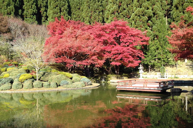 Szczególnie jesienią, klon palmowy wygląda zjawiskowo(zdj.: Fotolia.com)