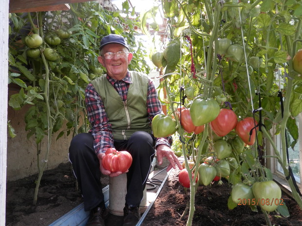 Ten pomidor miał 810 g wagi i był przepyszny :)