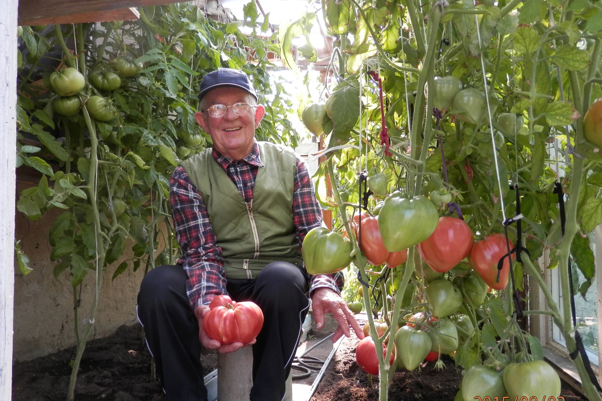 Ten pomidor miał 810 g wagi i był przepyszny :)