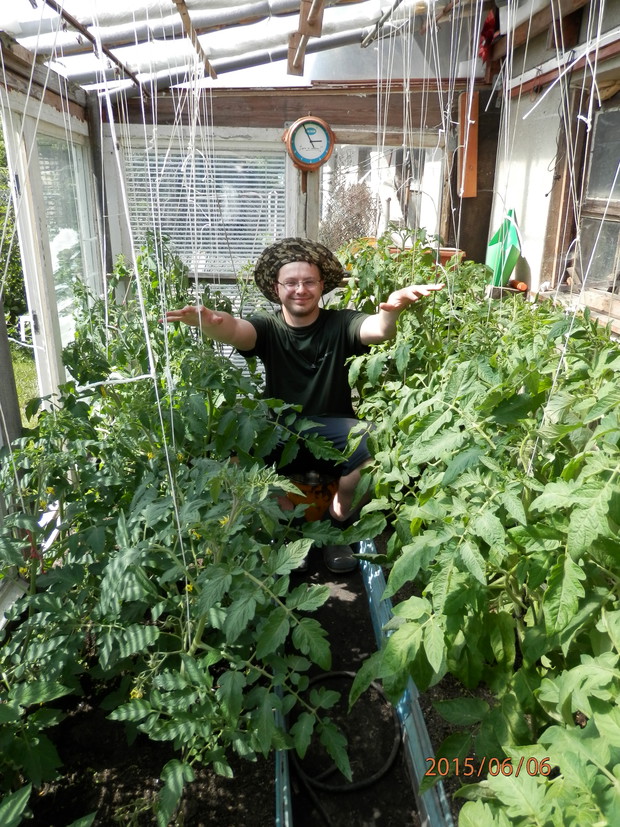 Tu pomidory jeszcze malutkie, ale już niedługo