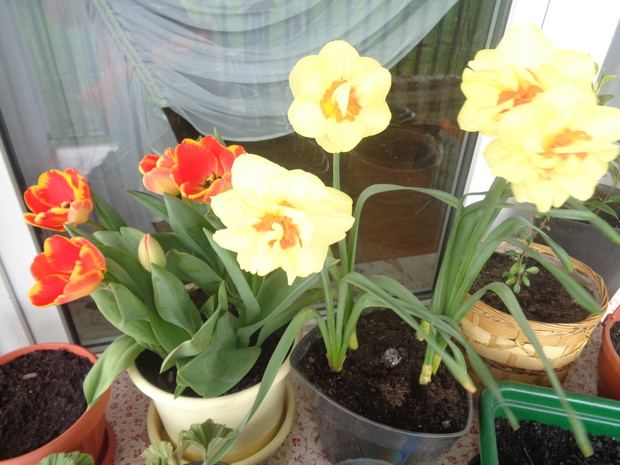 Tulipany i żonkile.