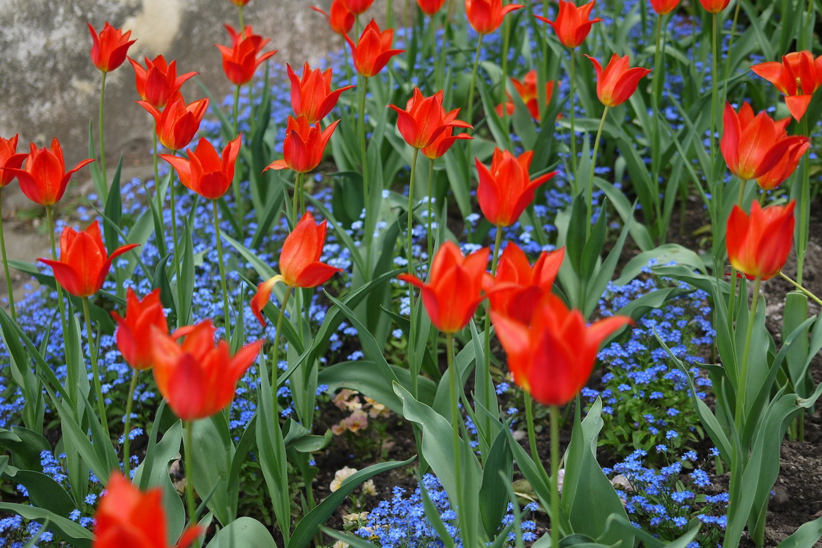 Tulipany na doskonale zaaranżowanej rabacie (zdj.: Fotolia.com)