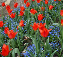 Tulipany na doskonale zaaranżowanej rabacie (zdj.: Fotolia.com)