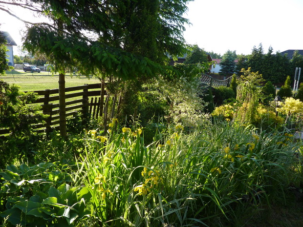W oczku wodnym kosaćce żółte.