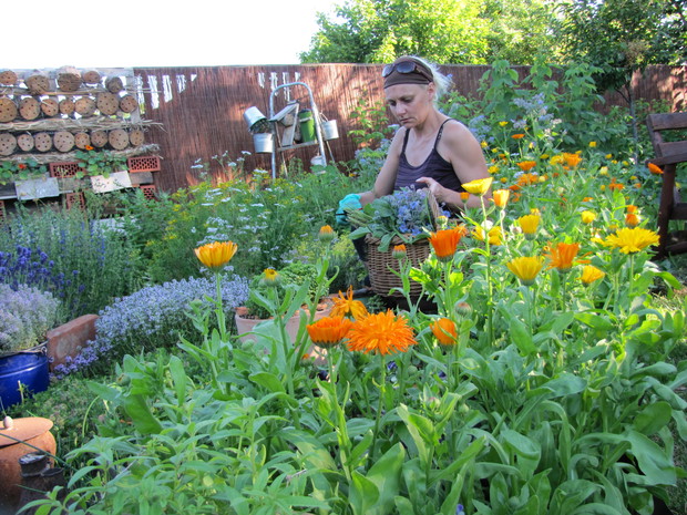 W ogrodzie każdy realizuje swoją pasję, ja w ogrodzie ziołowym 