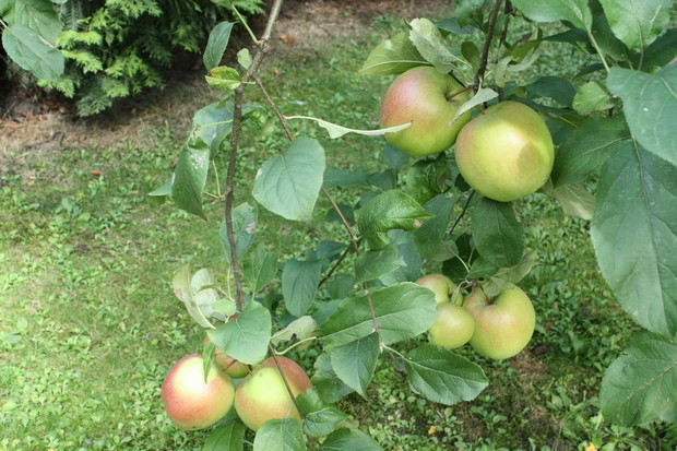 W tym roku mam 10 swoich jabłek!