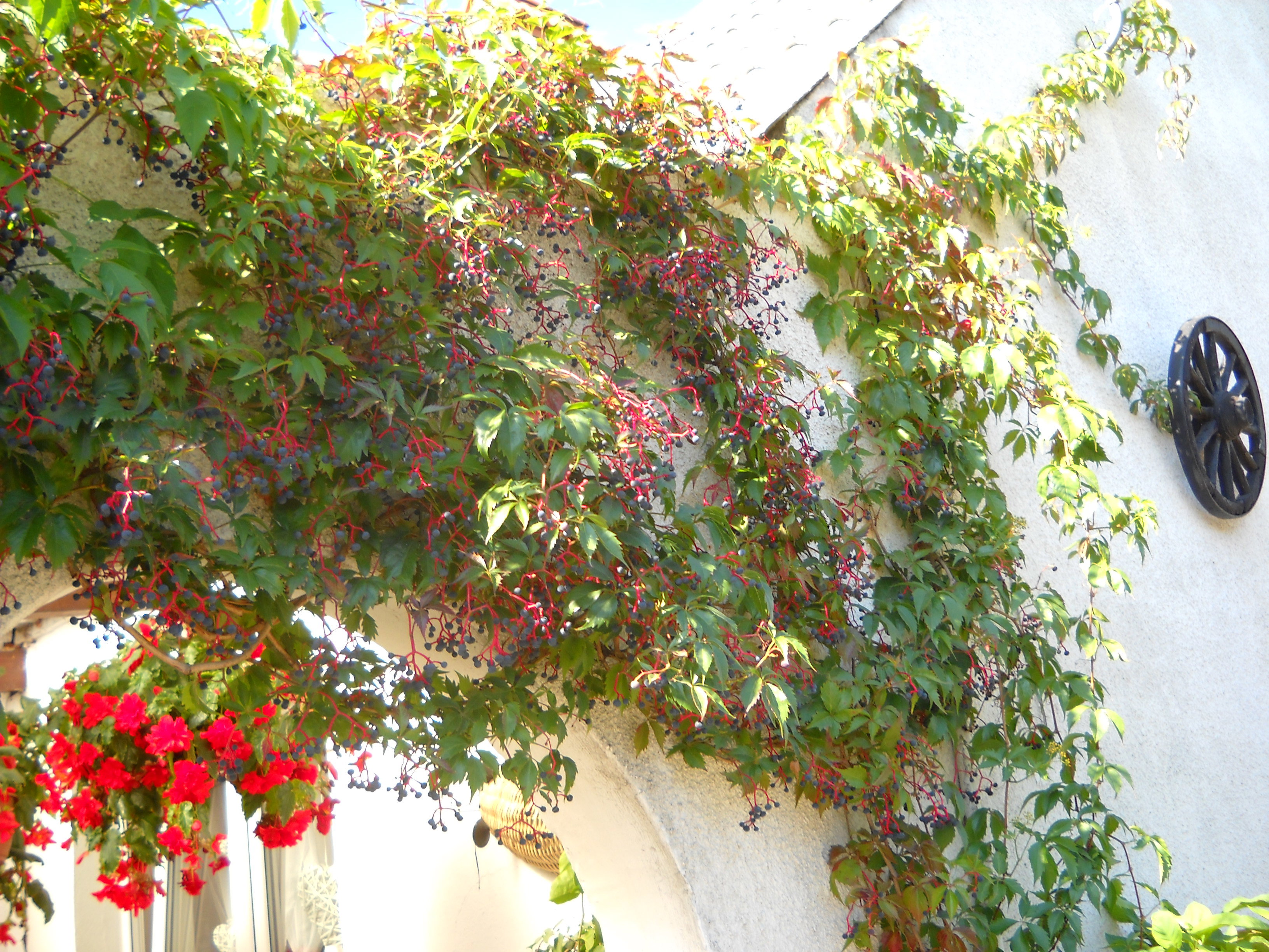 Wejście do altanki porośnięte pnączem.