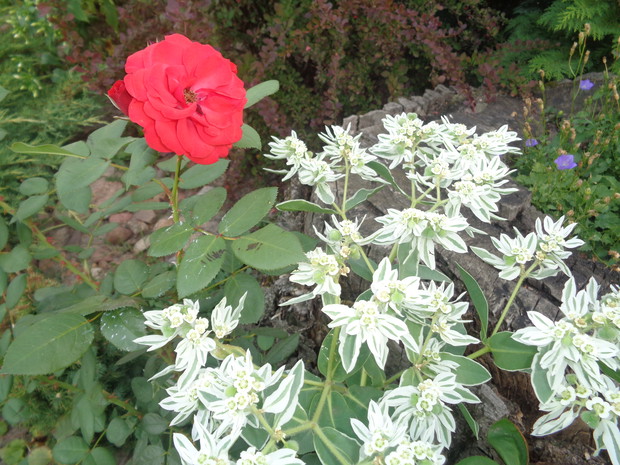 Wilczomlecz białobrzegi nadal ładnie kwitnie. 