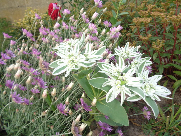 Wilczomlecz białobrzegi.