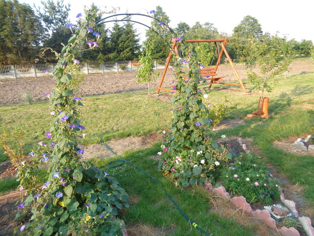 Wilec wielkokwiatowy.