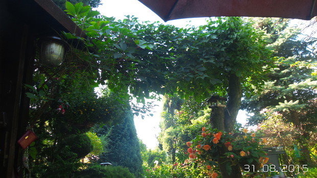 Winobluszczowa brama.