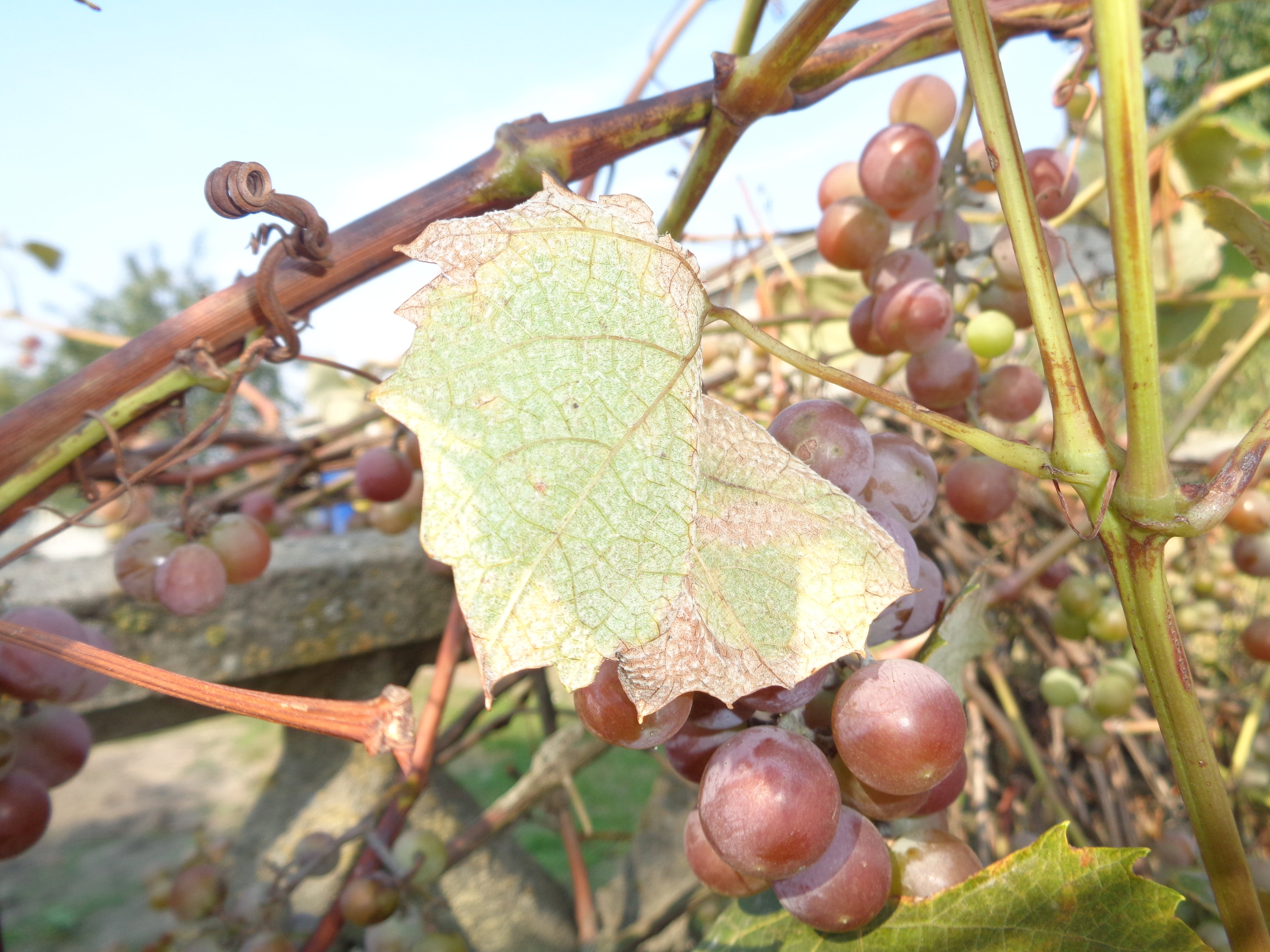 Winogron dorodny i słodki.