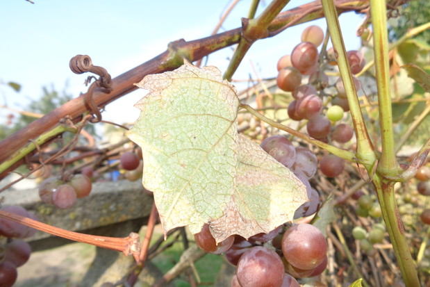 Winogron dorodny i słodki.