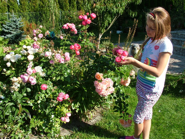 Wnuczka uwielbiająca tak samo róże jak babcia