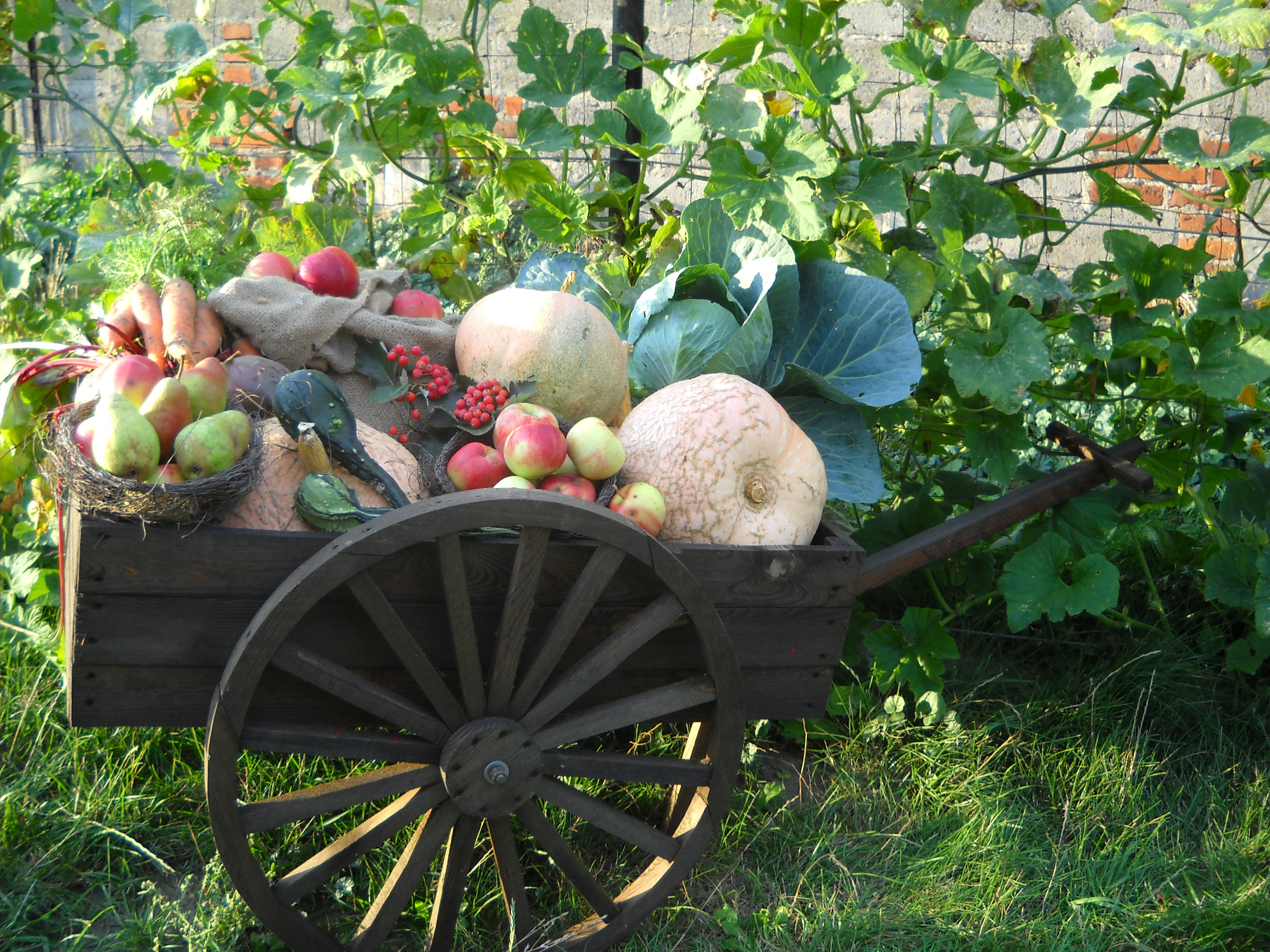 Wózek ze zbiorami z warzywniaka.