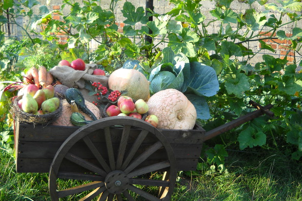 Wózek ze zbiorami z warzywniaka.