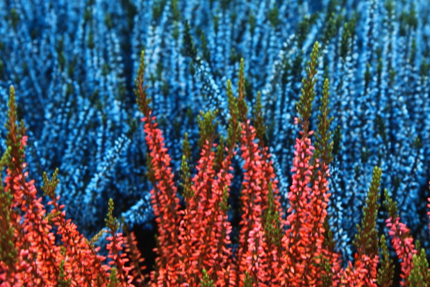 Wrzosy występują w różnych odmianach kolorystycznych, dlatego są tak cenionymi w farbiarstwie roślinami (zdj.: Fotolia.com)