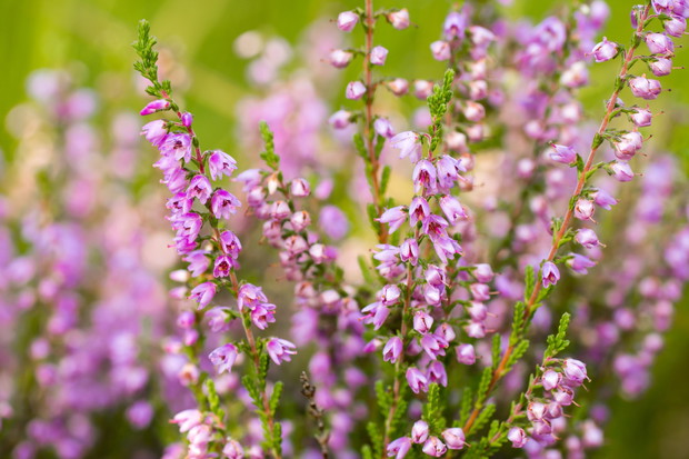 Wrzosy (zdj.: Fotolia.com)