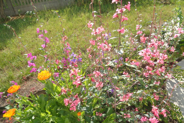 Wspaniałe jednoroczne.