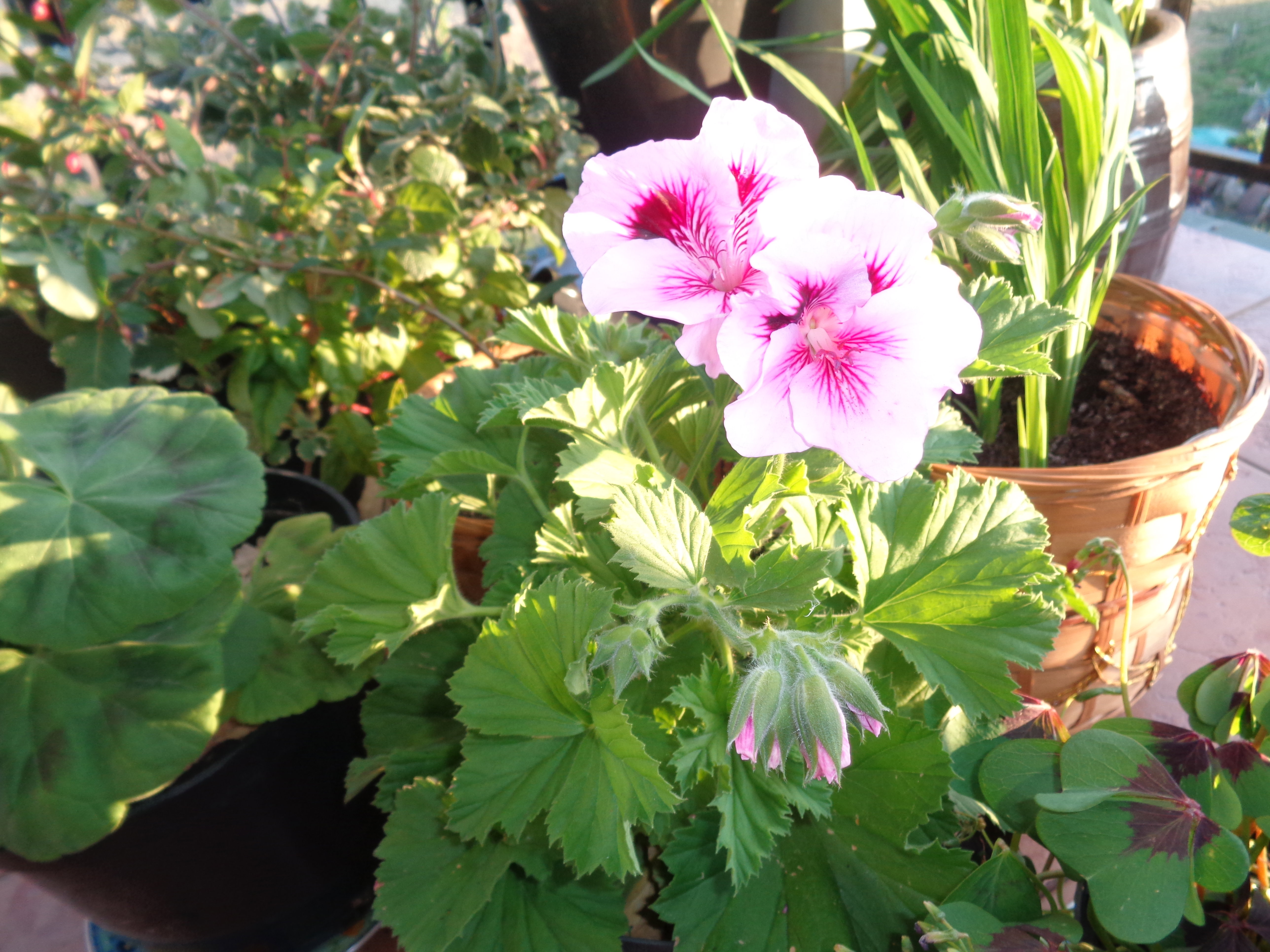 Wspaniałe pelargonie. 