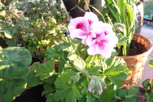 Wspaniałe pelargonie.