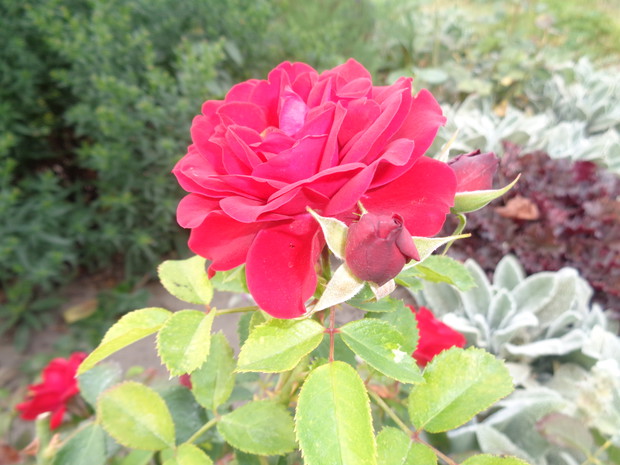 Wspaniałe róże powtarzają kwitnienie. 