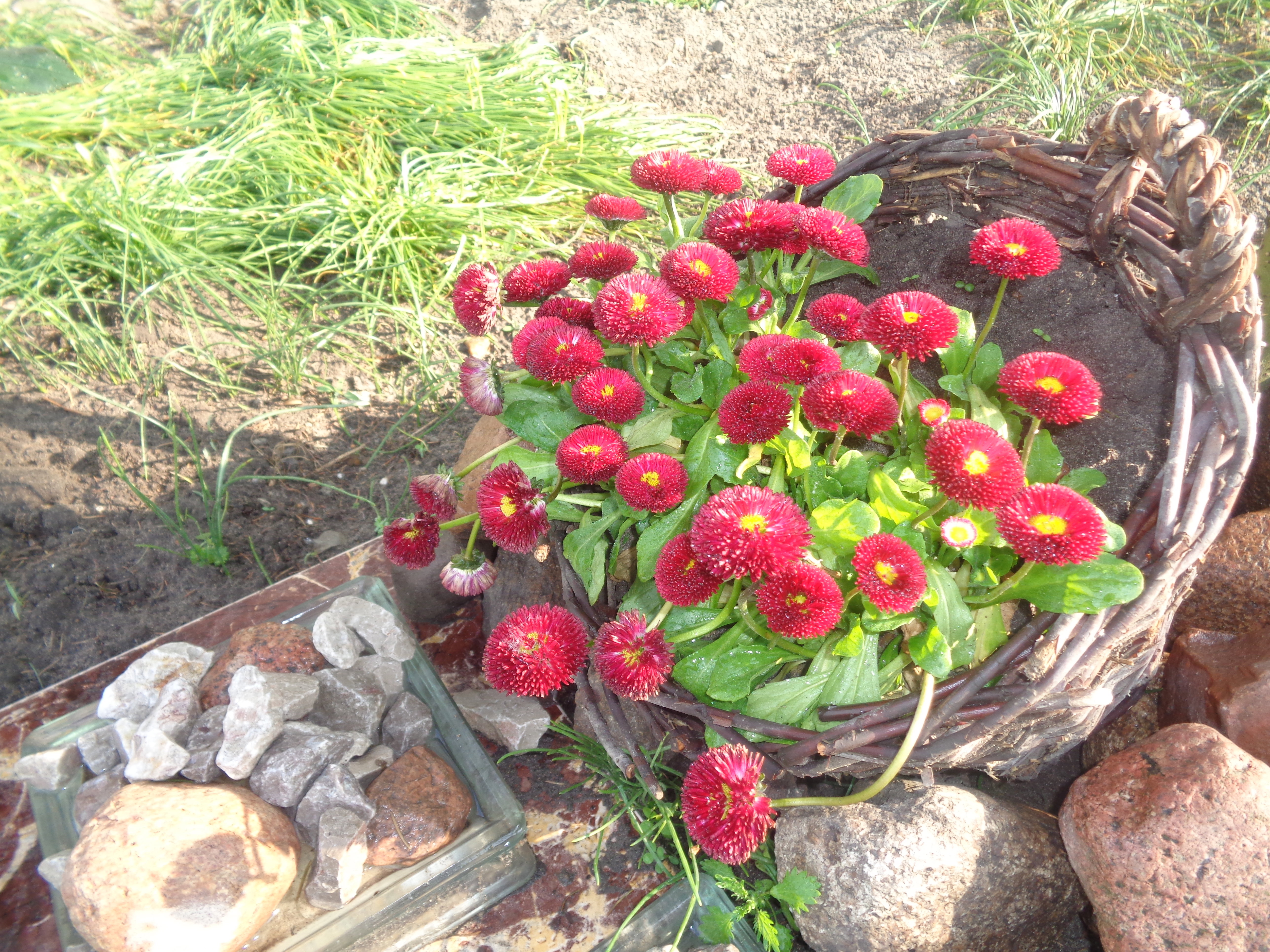 Wspaniałe stokrotki . 