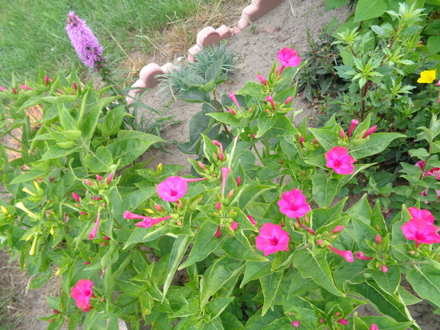 Wspaniały dziwaczek.