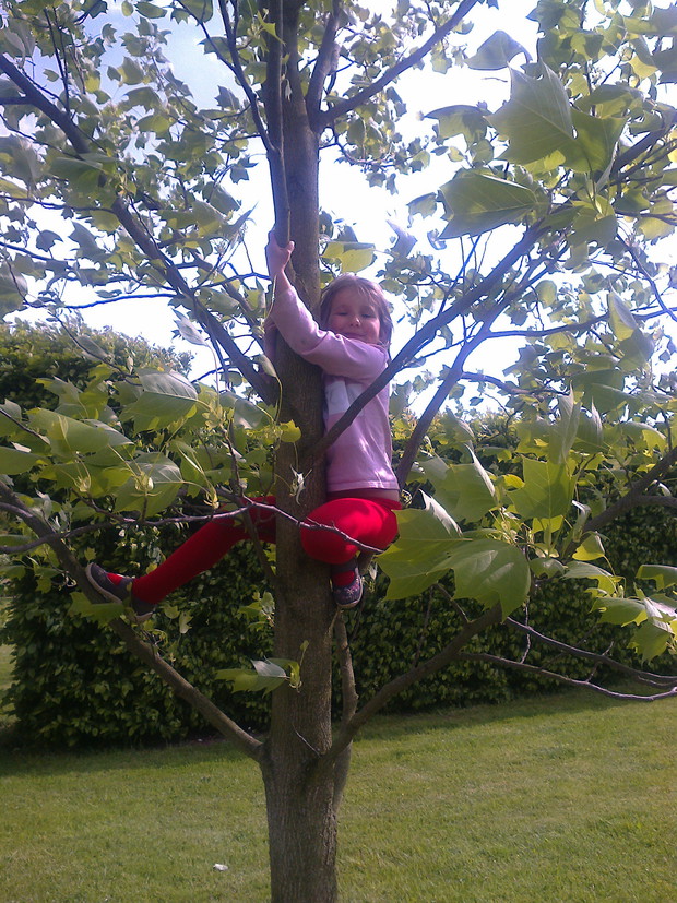 wspinaczka na tulipanowca