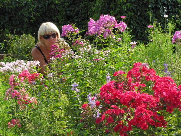 Wśród pachnących floksów - moja naturalna aromoterapia.