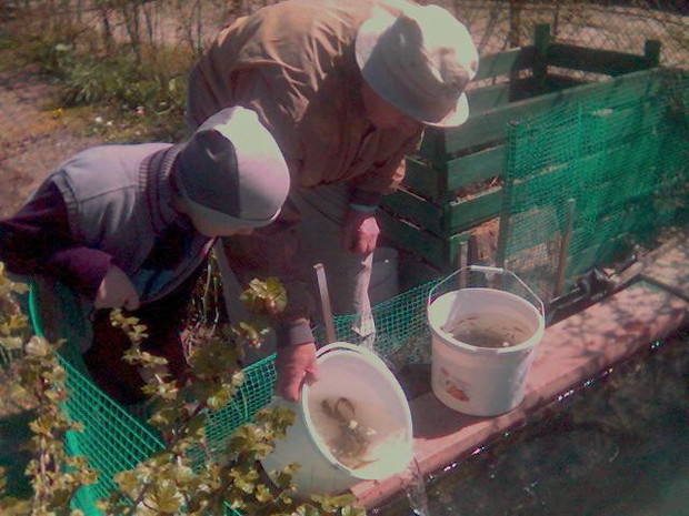 wymiana wody w oczku i wpuszczanie ryb