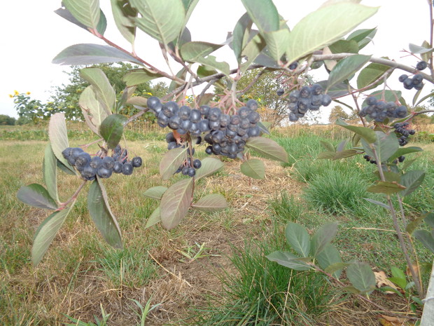 Z aronii gotuję sok. 