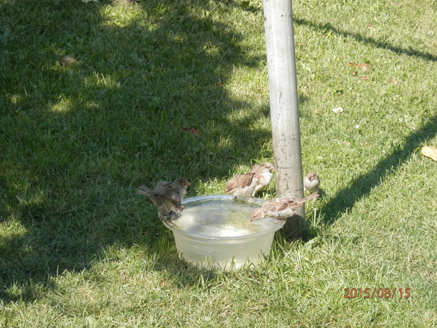 zimna woda dla ochłody
