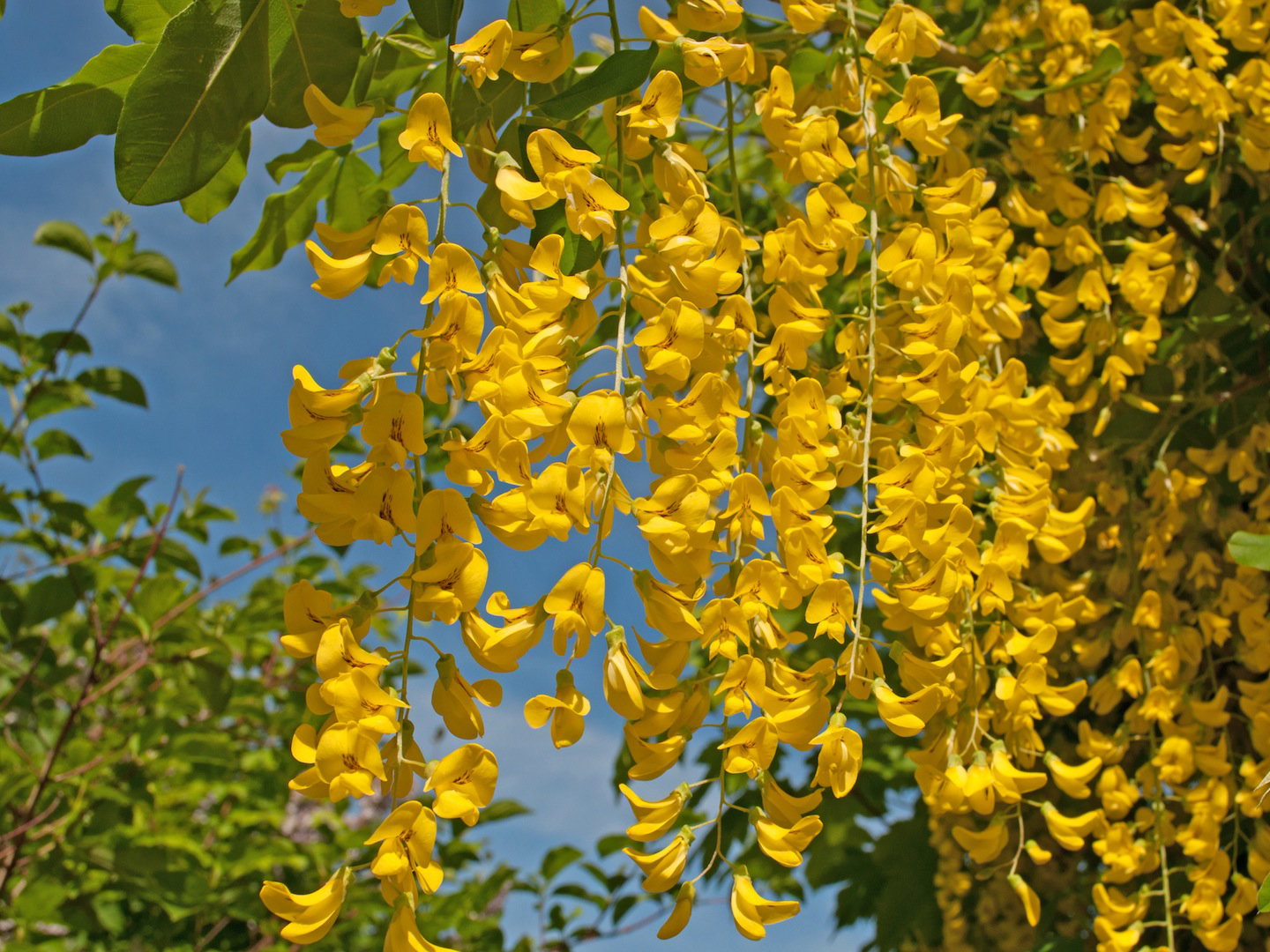 Złotokap (zdj.: Fotolia.com)