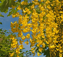 Złotokap (zdj.: Fotolia.com)